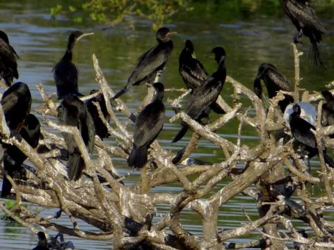 Black bird 스톡 사진
