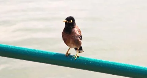 Black Bird Photos