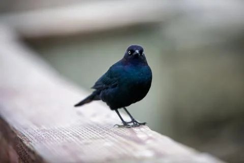 Black Bird Stock Photos