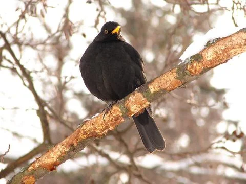 Black bird Stock Photos