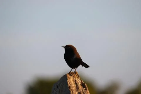 Black bird Stock Photos