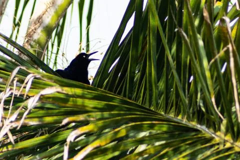 Black bird 스톡 사진