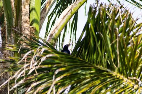 Black bird 스톡 사진