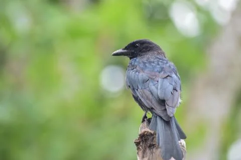 Black Bird Stock Photos
