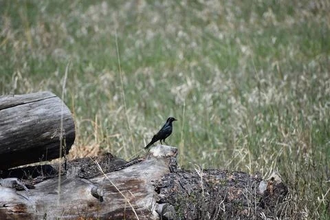 Black Bird 写真素材