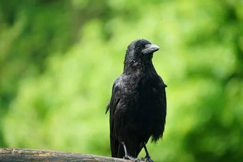 Black bird 写真素材