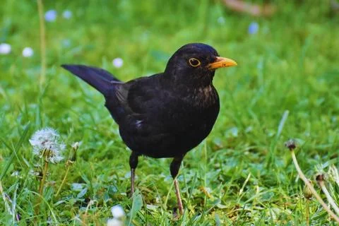 Black Bird Stock Photos