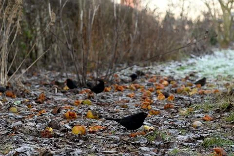 Black bird Foto stock