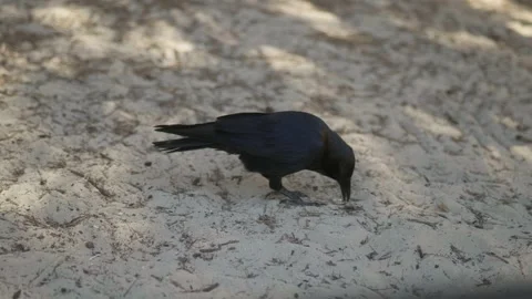 Black Bird Playing with Bottle cap Stock Footage 305522830