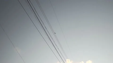 Black Bird on Power Line Stockbeeldmateriaal 167981996