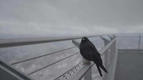 Black bird preparing for flight in slow motion, slog3 Stock Footage 166636824