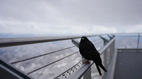 Black bird preparing for flight in slow motion Stock Footage 166637507
