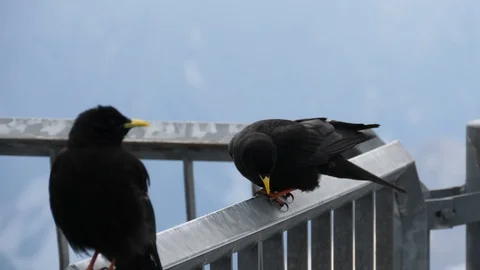 Black bird on railing in the mountains Stock Footage 121004879