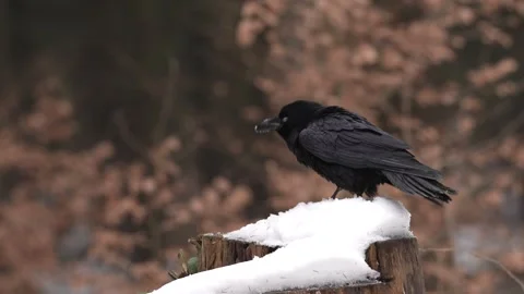 Black bird raven sitting on the tree trunk with snow in the forest nature habita Stock Footage 300764597
