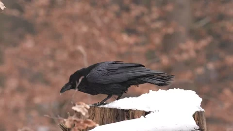 Black bird raven sitting on the tree trunk with snow in the forest nature habita Stock Footage 300765259
