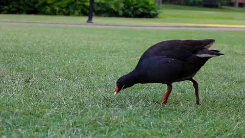 Black bird with red beak walking over grass Stock Footage 123693318
