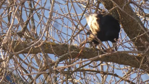 A black bird rook eats a walnut  on tree branch Stock Footage 258829453