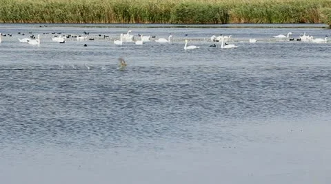Black bird running on the water while different other birds resting on lake Stock Footage 12274500