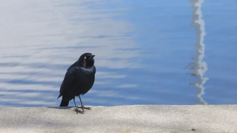 A Black Bird singing by a lake Stock Footage 88488352