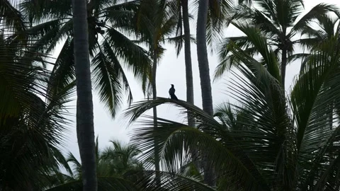 Black Bird Singing on the Palm Tree in Palomino, Colombia Stock Footage 155825569