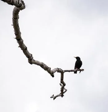 A black bird sits on one branch on a white background Stock Photos