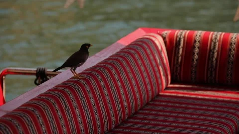 Black bird sits on a red sofa at the water side. Stock-Footage 201158550