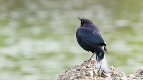 Black bird sitting on the beach close to the pond in city park Stock Footage 236446446