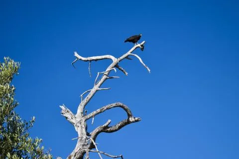A black bird is sitting on a dry tree brunch Stock Photos