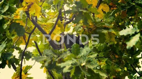 A black bird sitting in leaves. Autumnal Oak Leaves Late summer early autumn Stock Photos