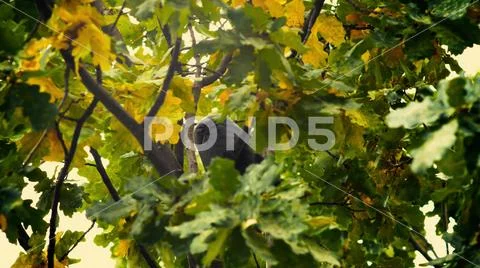 A black bird sitting in leaves. Autumnal Oak Leaves Late summer early autumn Stock Photos