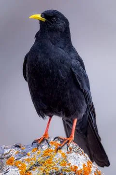Black bird sitting on stone surface against white background Stock Photos