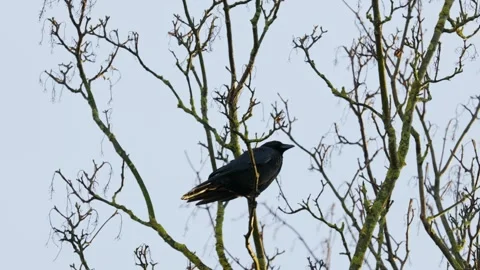 Black bird sitting in a tree and calling for her mate Stockbeeldmateriaal 259398142