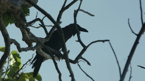 Black bird sitting on a tree  Vídeo Stock 121680519