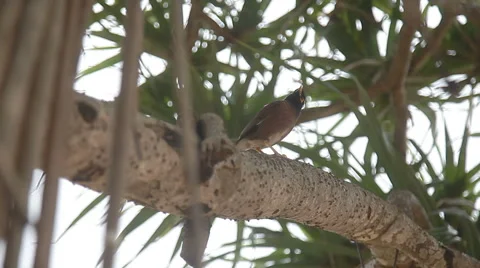 Black bird sitting on the tree stock video footage Video stock 65329311