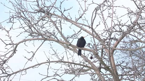 Black bird is sitting on the tree's branch in the winter Video stock 47028558