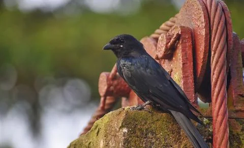 Black Bird sitting on a wall. Foto stock