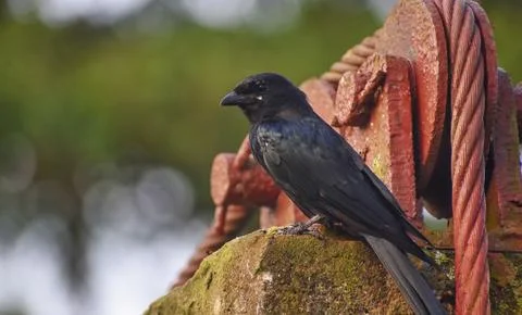 Black Bird sitting on a wall. Stock Photos