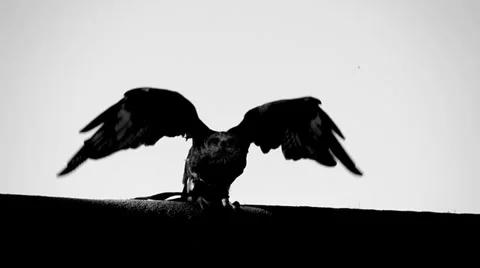 Black bird. slow motion. flying animals Stock Footage 32232434