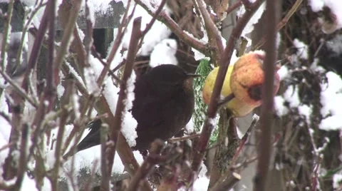 Black bird in the snow Stock Footage 3923608