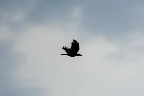 Black bird soars against cloudy sky Stock Photos