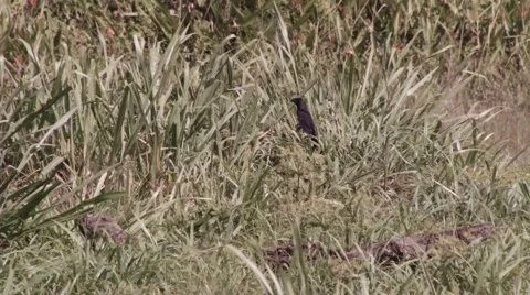 Black bird standing in the forest. Video stock 65465864