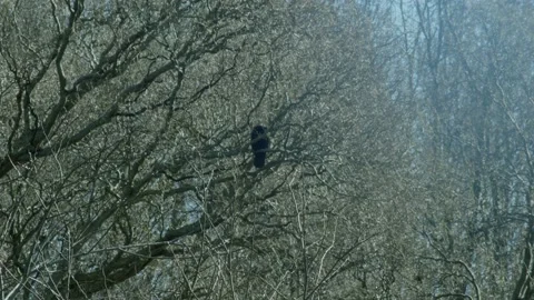 Black Bird Standing On Tree Video stock 234242796