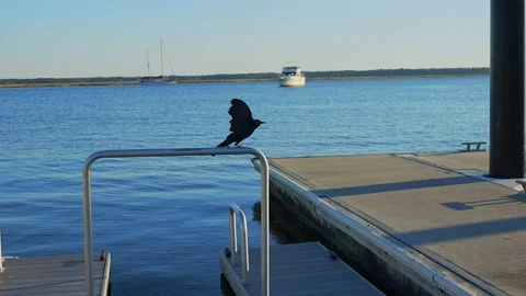 Black bird taking flight from a pier over calm blue water on a sunny day... Stockbeeldmateriaal 322811843