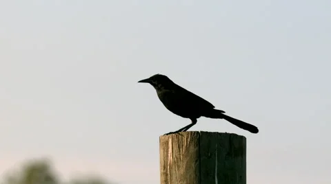 Black Bird Taking Off from Post in Slow Motion Stock Footage
