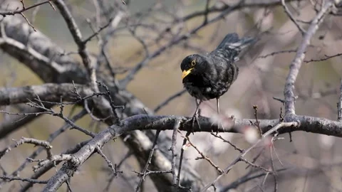 Black bird tit at blossom tree Stock Footage 237615422