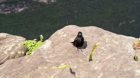 Black bird at top of mountain Stock-Footage 71236861