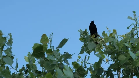 Black Bird in Tree with Blue Sky Background 動画素材 278020597