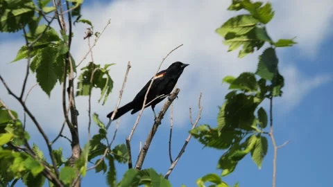 Black Bird in Tree with Blue Sky and White Clouds Background 動画素材 278021062