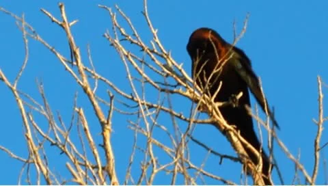 Black bird in a tree Stock Footage 8913875