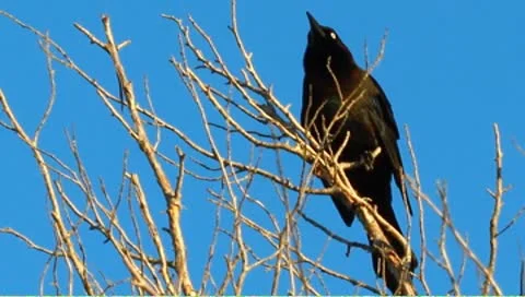 Black bird in a tree Stock Footage 8913909
